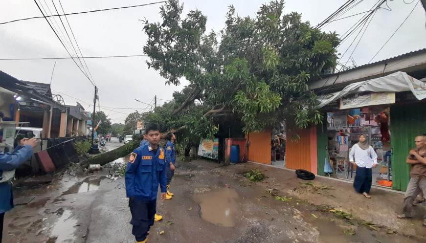 BPBD Kabupaten Tangerang Evakuasi Pohon Tumbang di Cisauk dan Kelapa Dua