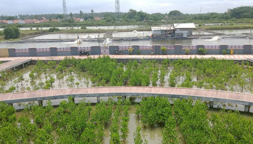 Mangrove Perlu Rehabilitasi Serius Agar Pesisir Tidak ‘Mati’
